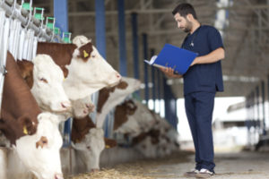 R&D in Veterinary Products for Large Animals | Univet Veterinary